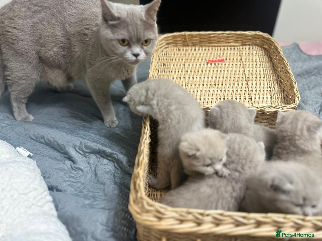 British Shorthair cats for sale: British shortHair - Advert 6