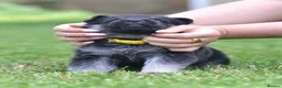 German Shepherd dogs for sale: ⭐ Rare East European Shepherd Puppies UK - Advert 6