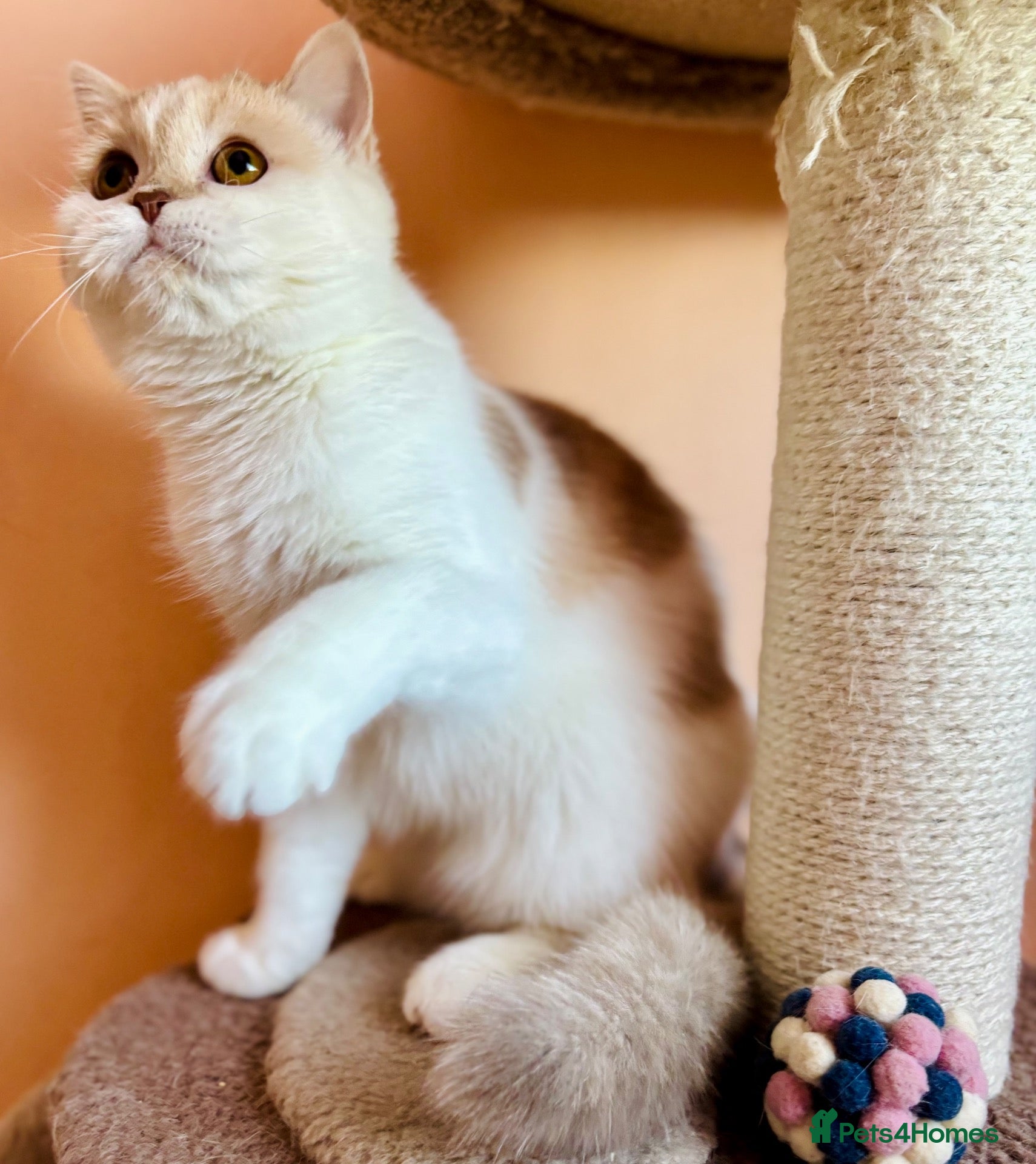 Scottish Fold cats Pedigree Adorable Scottish Fold Kittens  - Advert 6