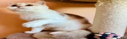Scottish Fold cats for sale: Pedigree Adorable Scottish Fold Kittens  - Advert 3