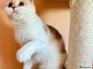 Scottish Fold cats Pedigree Adorable Scottish Fold Kittens - Advert 6