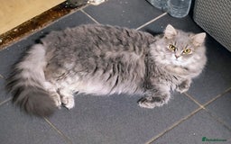 British Longhair cats for sale: Spayed British Longhair Female Adult - Image 6