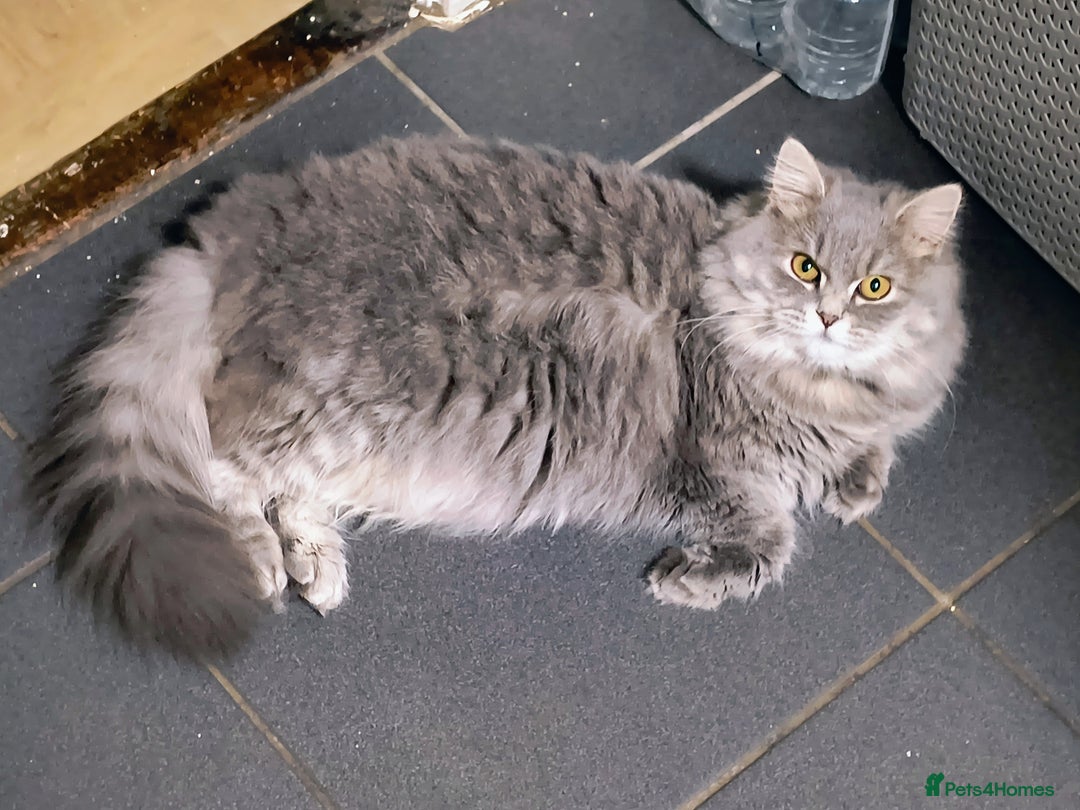 British Longhair cats for sale: Spayed British Longhair Female Adult - Image 6