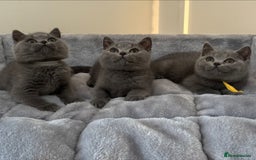 British Shorthair cats for sale: Beautiful kittens  - Image 11