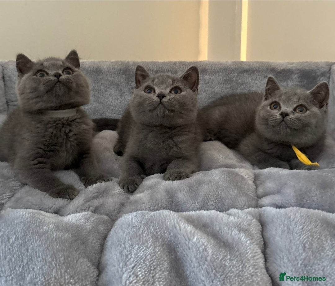 British Shorthair cats for sale: Beautiful kittens  - Image 11