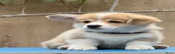 Welsh Corgi Pembroke dogs for sale: Champion Sired Corgi Pembroke puppies available  - Advert 16