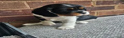 Cavalier King Charles Spaniel dogs for sale: Beautiful Cavalier King Charles Spaniel 7 Puppies - Advert 29