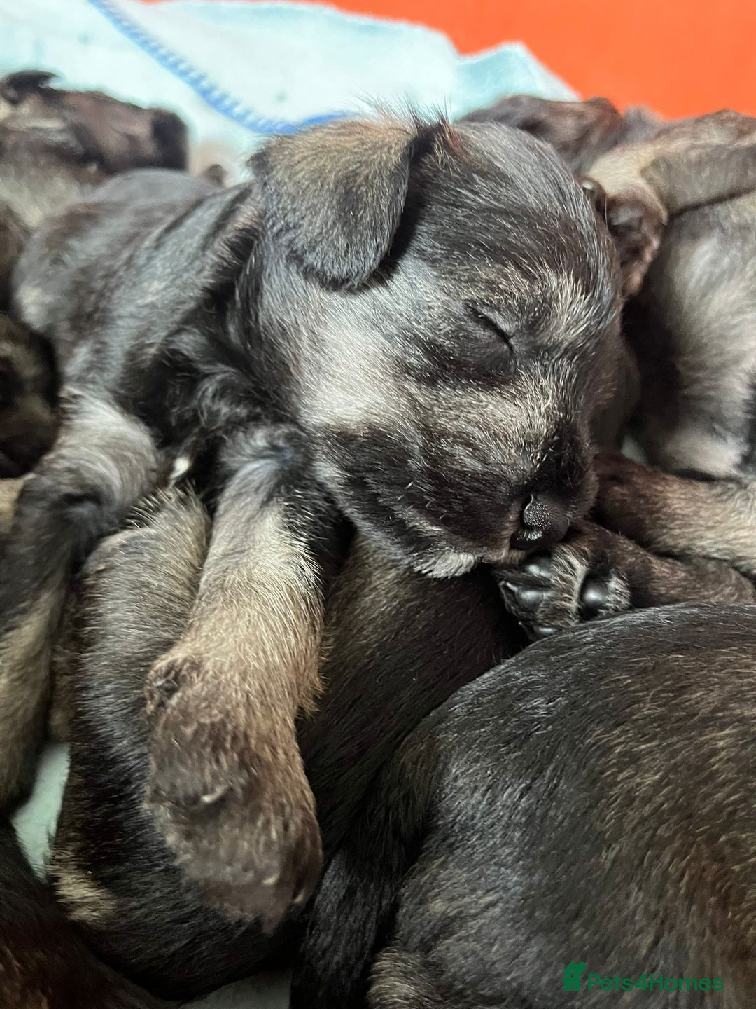 Miniature Schnauzer dogs for sale: Your furry soulmate - Image 5