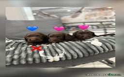 Cocker Spaniel dogs for sale: Cocker spaniel puppies - Advert 9