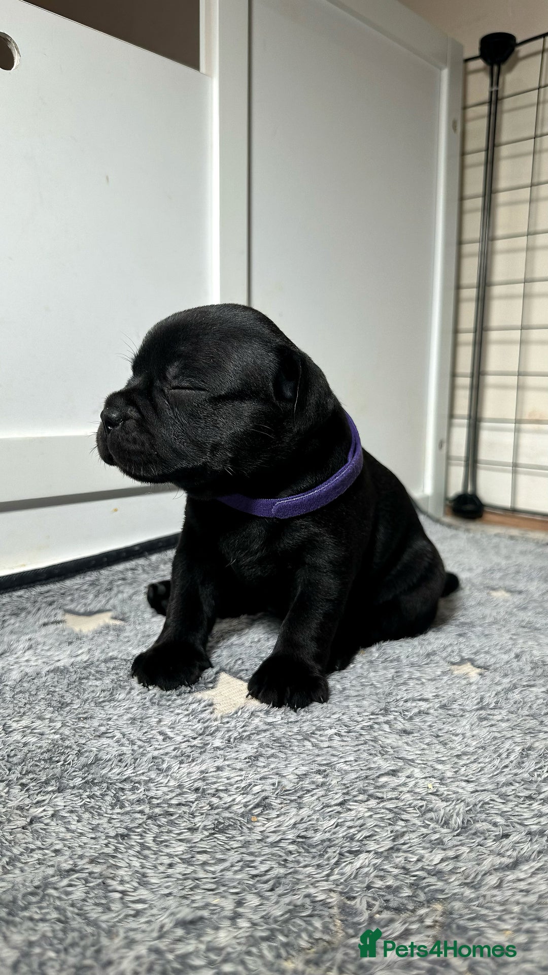 Staffordshire Bull Terrier dogs for sale: Staffy puppies looking for their forever homes - Image 12