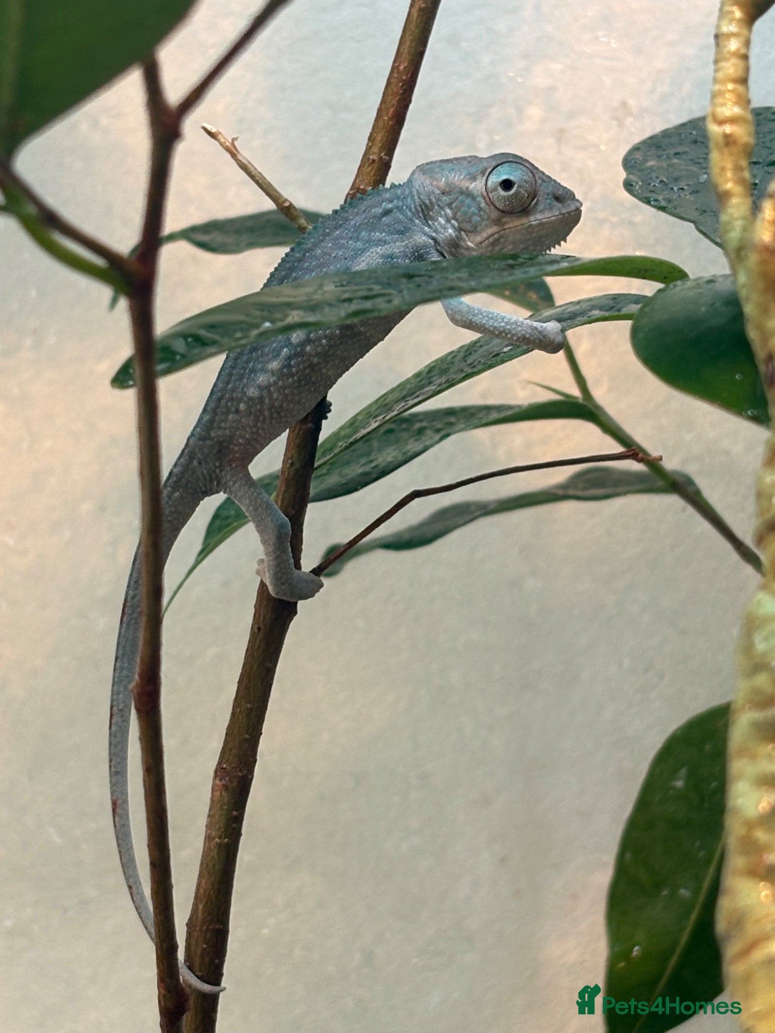 Chameleon reptiles Blue Ambanja Panther Chameleons 14 weeks old  - Advert 1