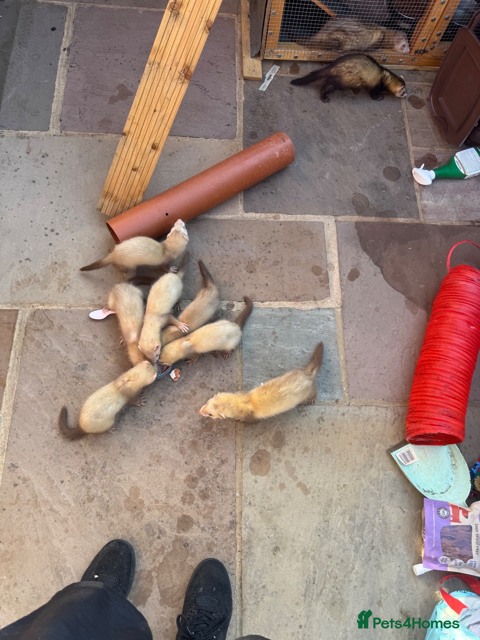 Ferret rodents 14 kits and 1 18month girl - Advert 2