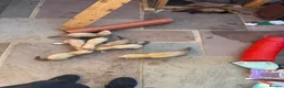 Ferret rodents for sale: 14 kits and 1 18month girl in Southampton - Advert 1