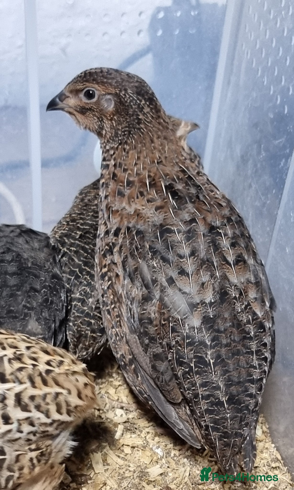 Quail poultry 🐣 Live Coturnix Jumbo Quail for Sale - Advert 2