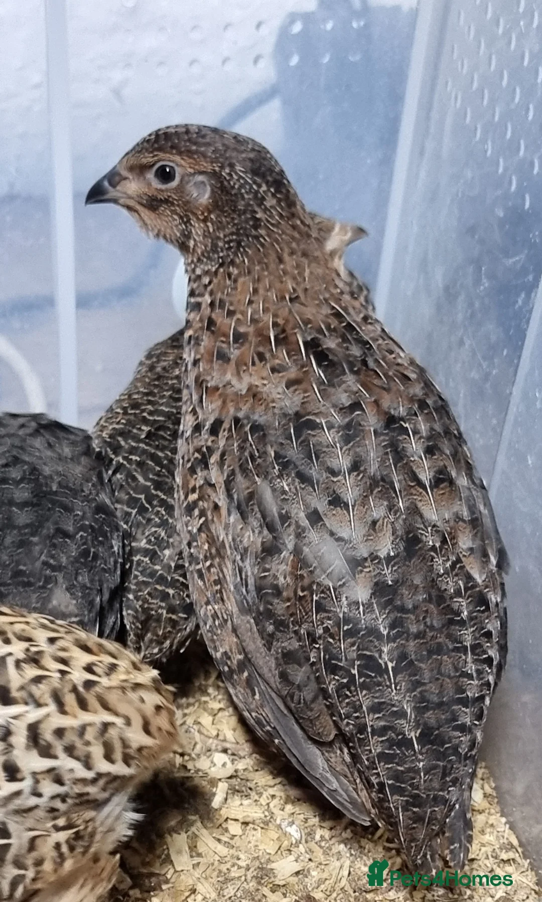 Quail poultry for sale: 🐣 Live Coturnix Jumbo Quail for Sale - Advert 2