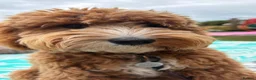 Mini Goldendoodle dogs for sale: Home bred miniature Goldendoodles - Advert 26