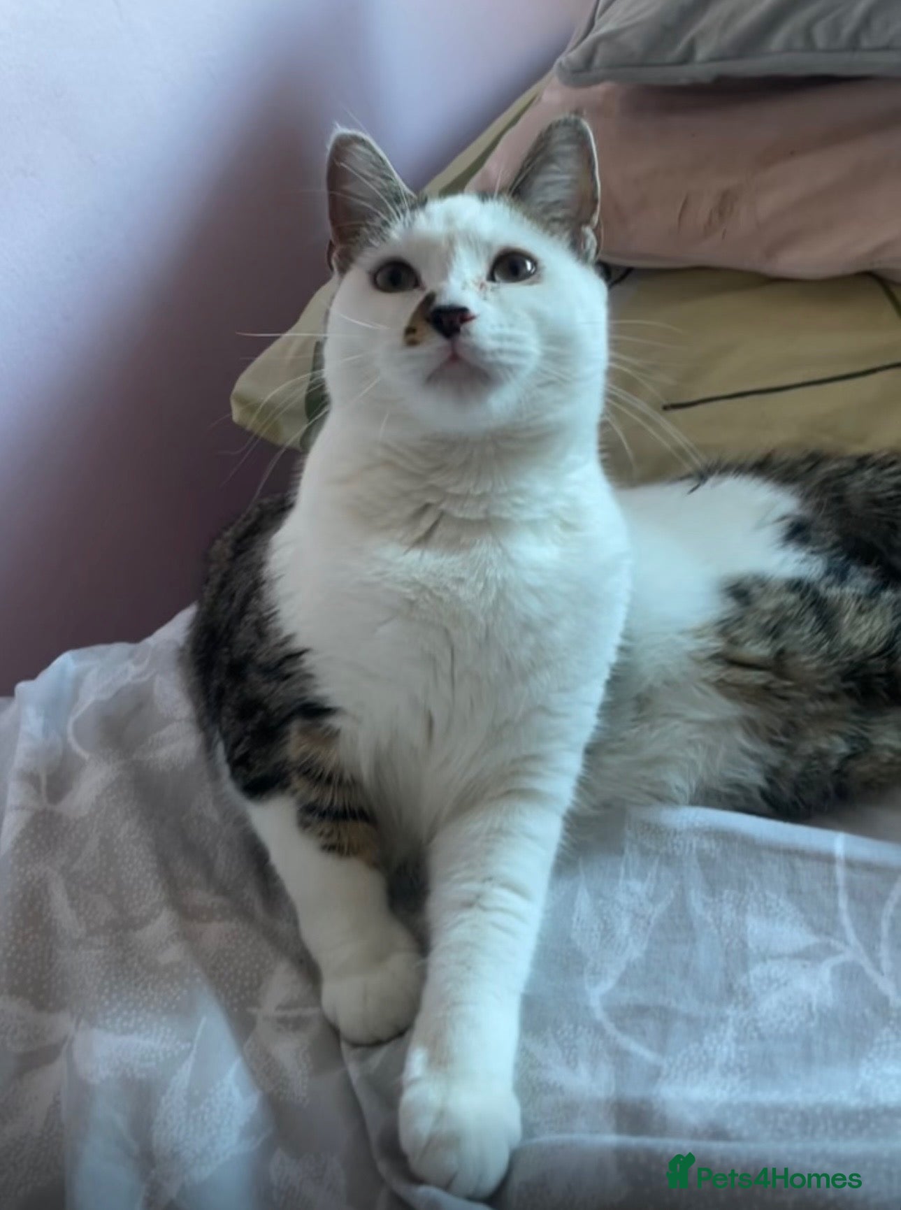 American Shorthair cats Beautiful kitties looking for forever home  - Advert 4