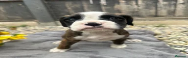 Bam 
