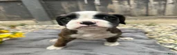 Boxer dogs for sale: KC Registered Boxer Puppies - health tested - Advert 37