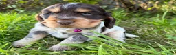 Cocker Spaniel dogs for sale: Show type & DNA tested  - Advert 6