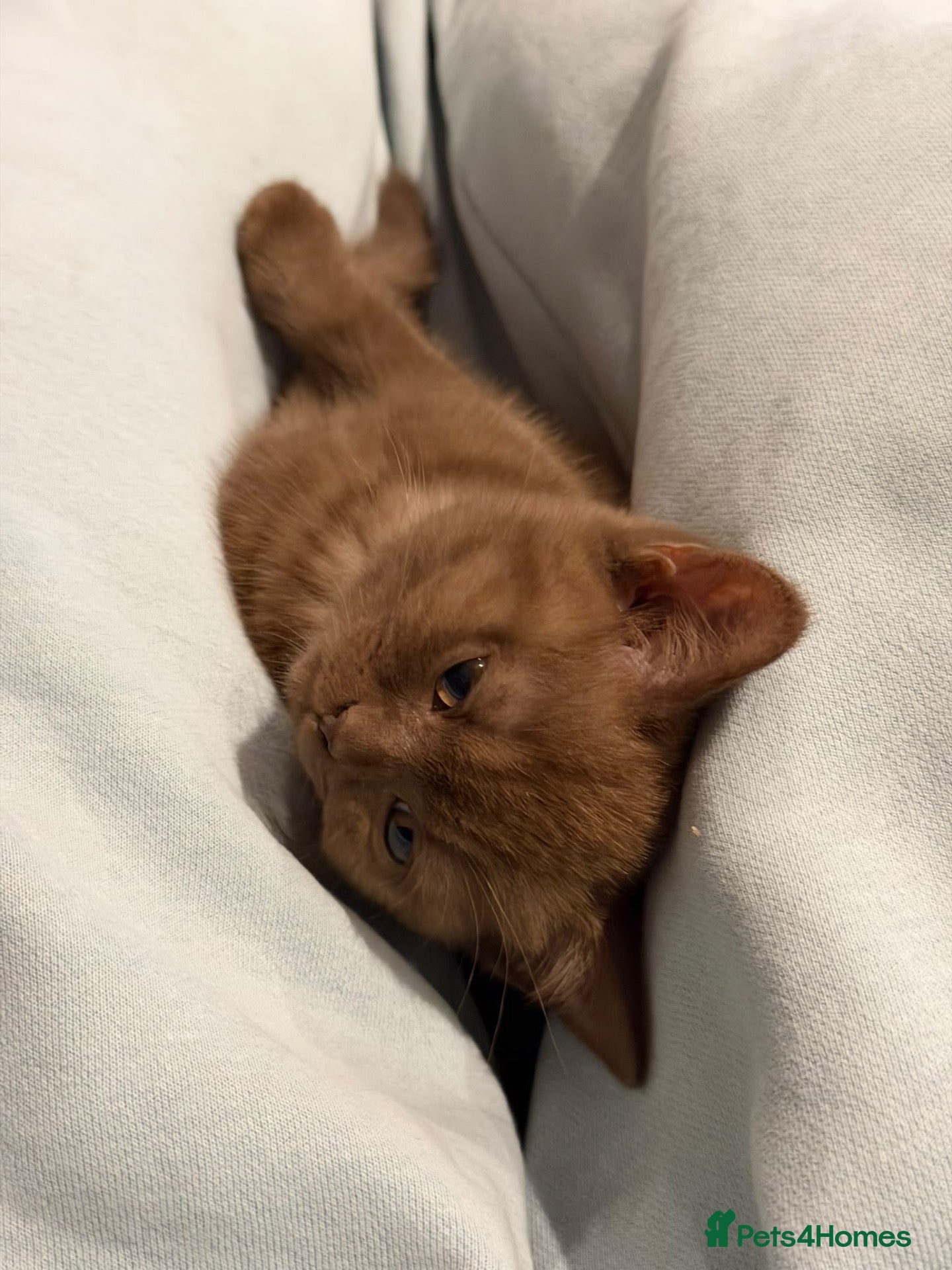 British Shorthair cats for sale: Cinnamon British Short Hair kitten - Advert 2