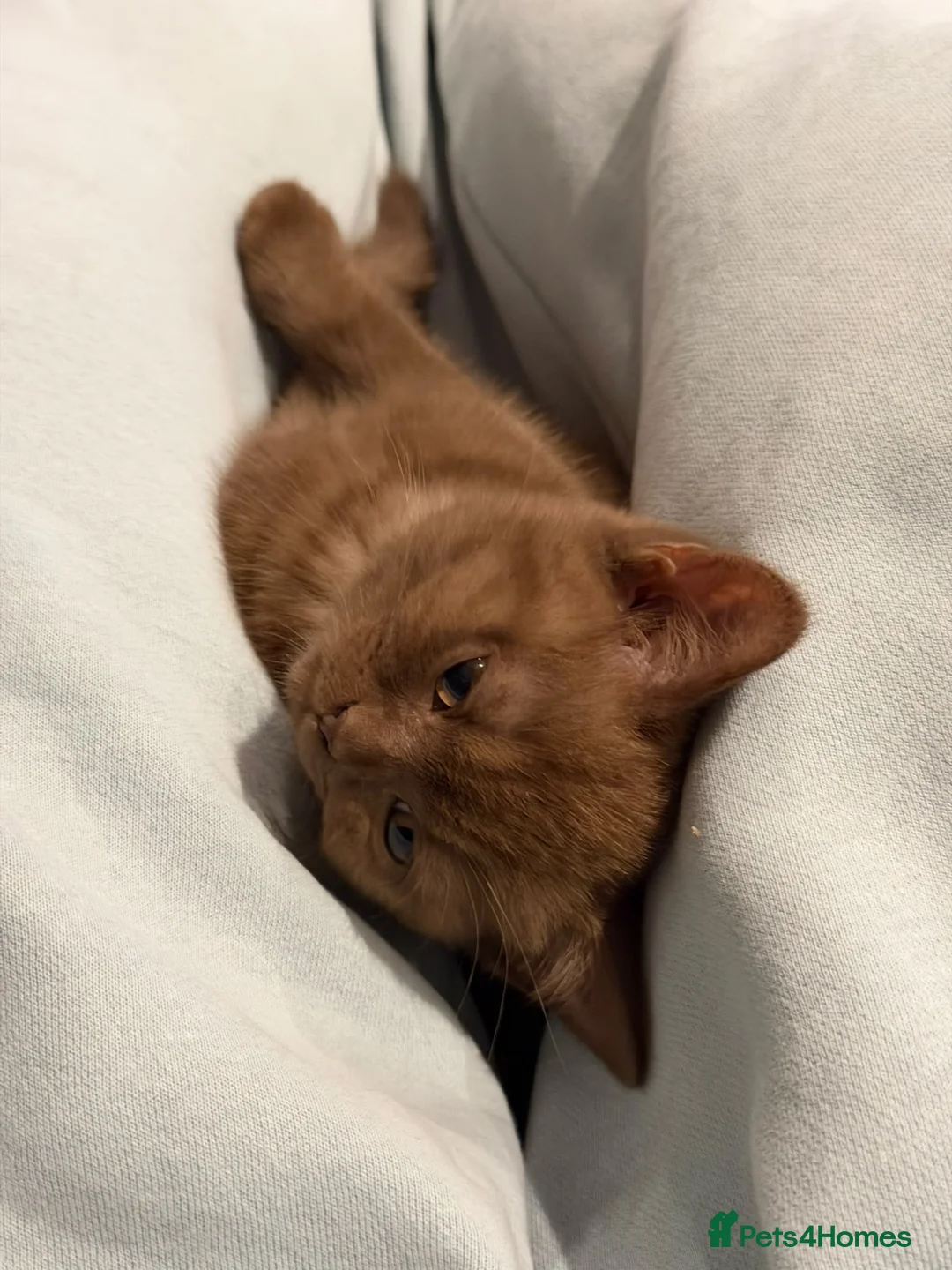 British Shorthair cats for sale: Cinnamon British Short Hair kitten - Advert 1