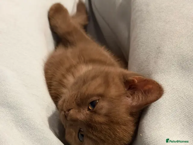 British Shorthair cats for sale: Cinnamon British ShortHair kitten (ready to leave) - Advert 2