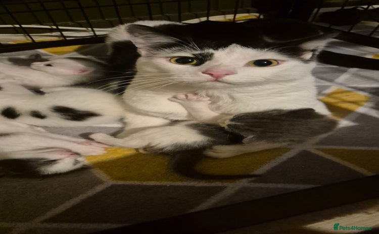 Domestic Shorthair cats - Advert 6