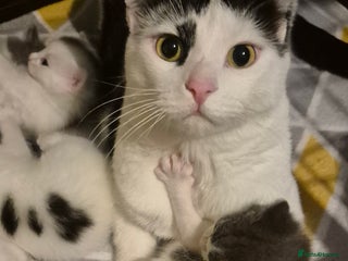 Domestic Shorthair cats - Advert 1