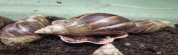 Snails invertebrates for sale: Giant African land snail adults - Advert 4