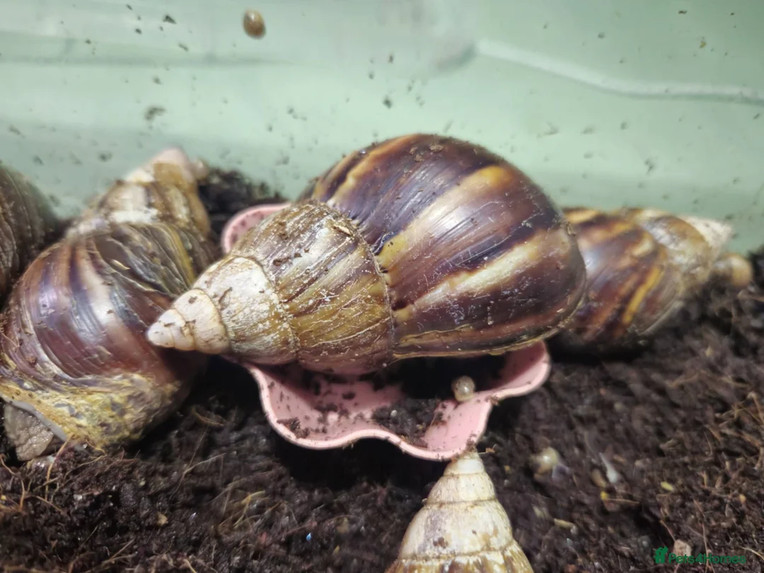 Snails invertebrates for sale: Giant African land snail adults - Advert 4