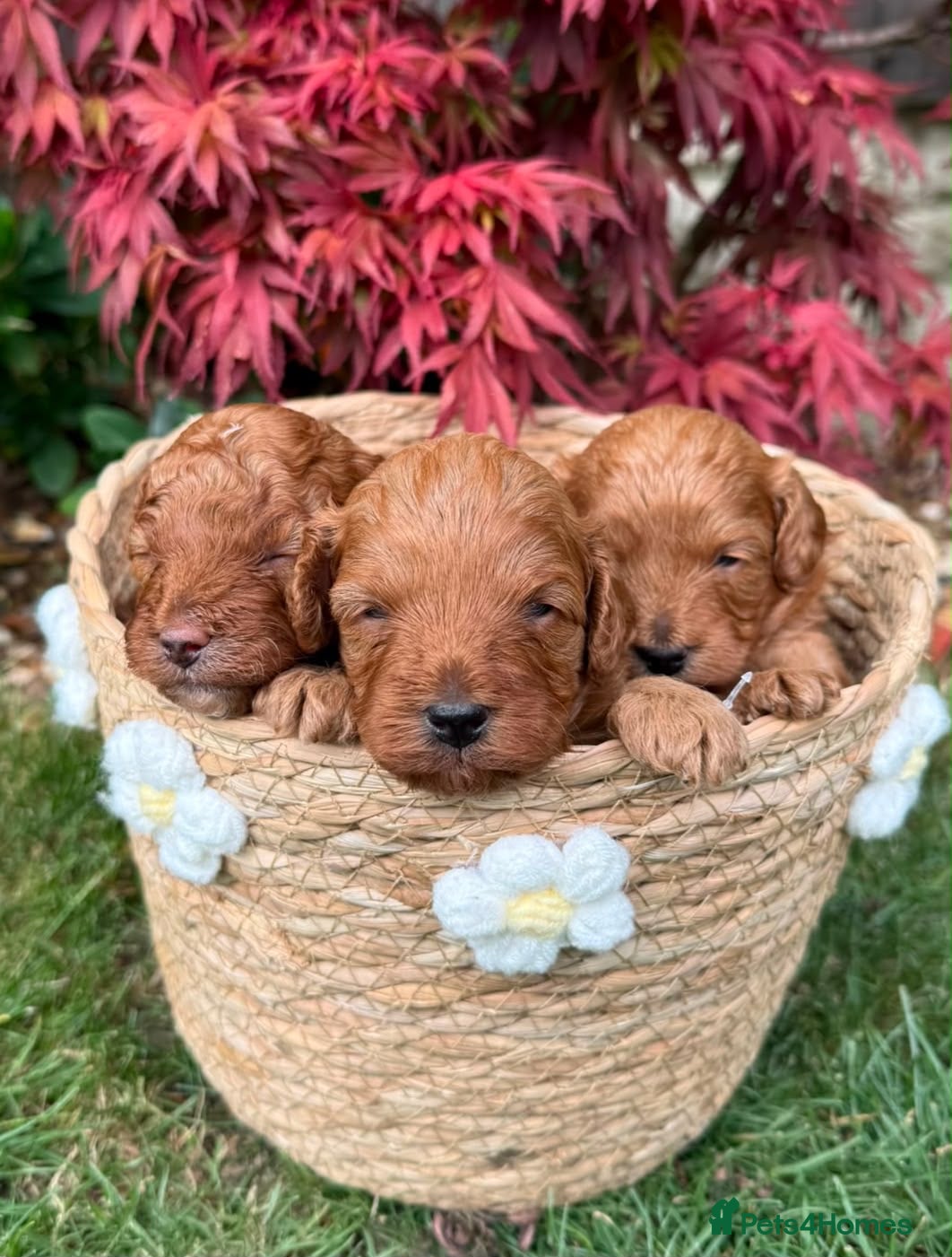 Mixed Breed dogs 🌟 Stunning F1b Cavapoo Puppies For Sale 🌟 - Advert 1