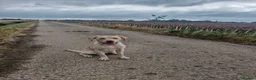 Mixed Breed dogs for sale: Beautiful cockerdor puppies - Advert 2