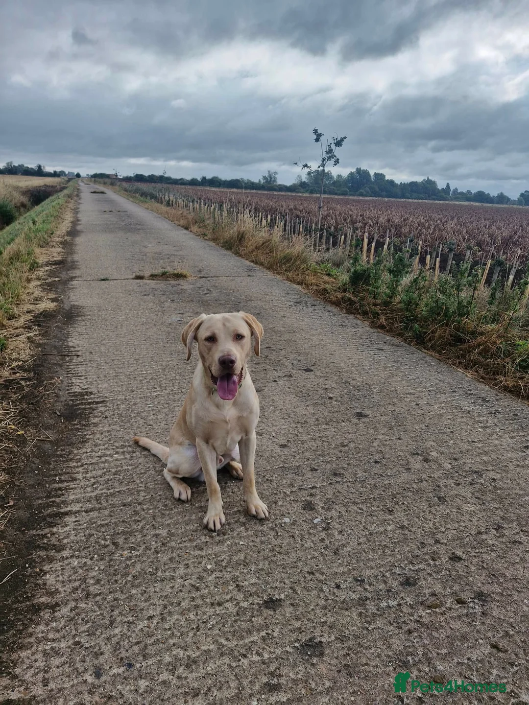Mixed Breed dogs for sale: Beautiful cockerdor puppies - Advert 2