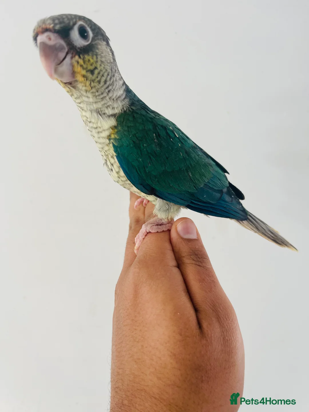 Conures birds for sale: Hand reared conure for sale  - Advert 6