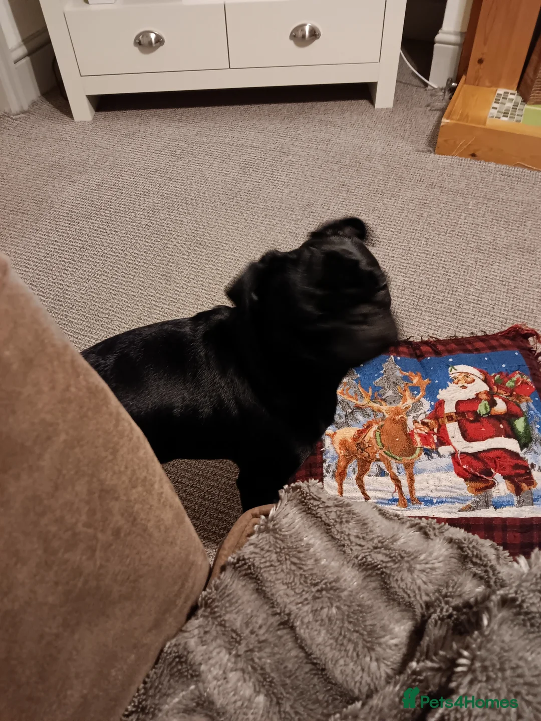 Pug dogs for sale: Black pug  in Derby - Advert 5