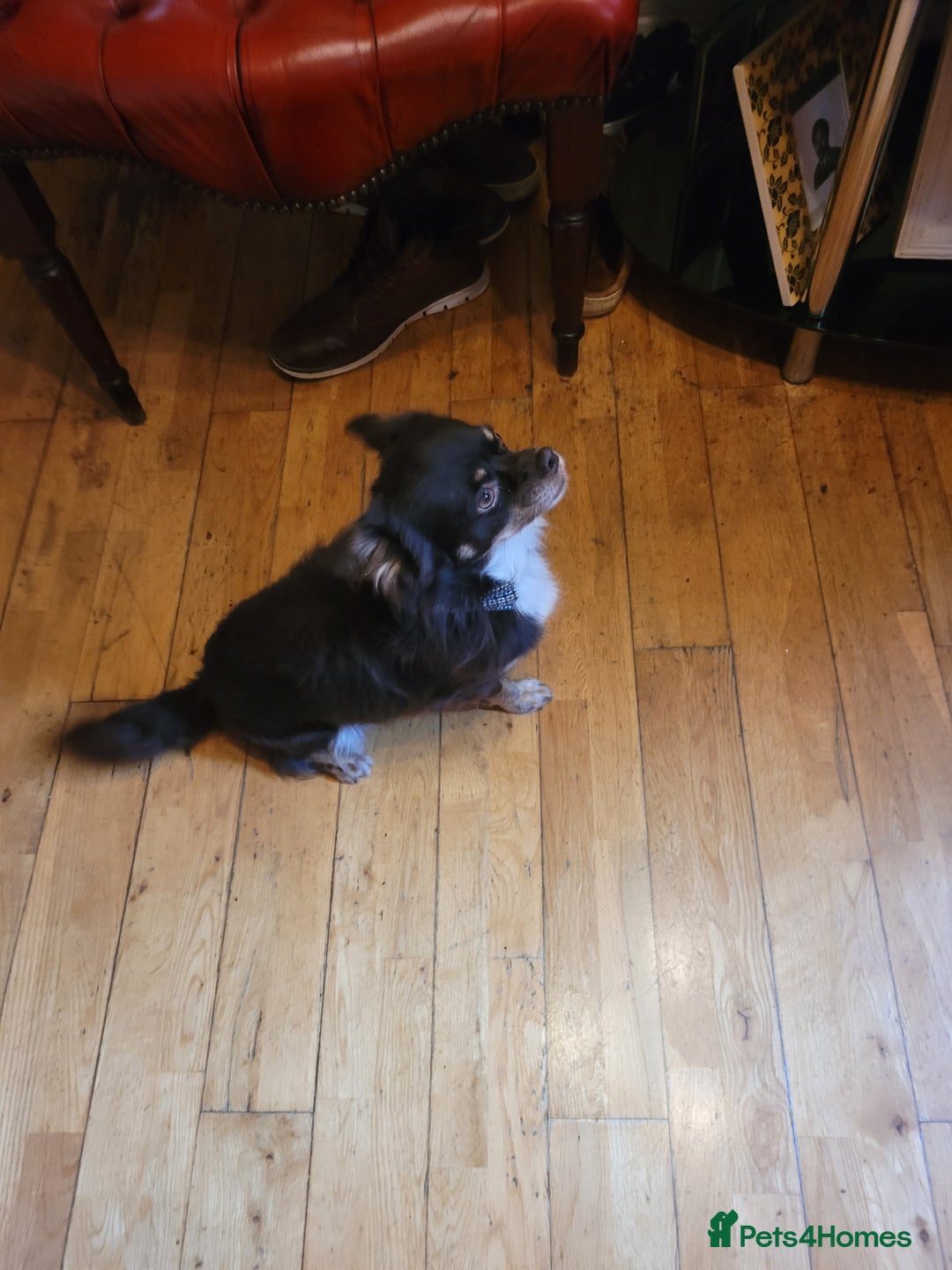 Chihuahua dogs for sale: Loyal and loving Chihuahua's for sale  - Image 4