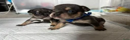 Mixed Breed dogs for sale: French X English bulldog puppies - Advert 32