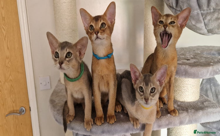 Abyssinian cats - Advert 13