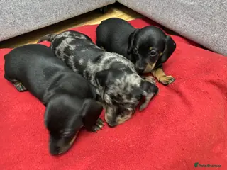 Miniature Dachshund dogs Beautiful Daches - Advert 1