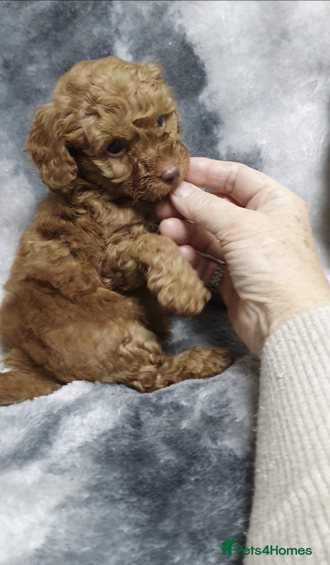 Toy Poodle dogs READY NOW. ASIAN CHAMPION lineage, KC Toy Poodles - Advert 2