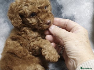 Toy Poodle dogs READY NOW. ASIAN CHAMPION lineage, KC Toy Poodles - Advert 17