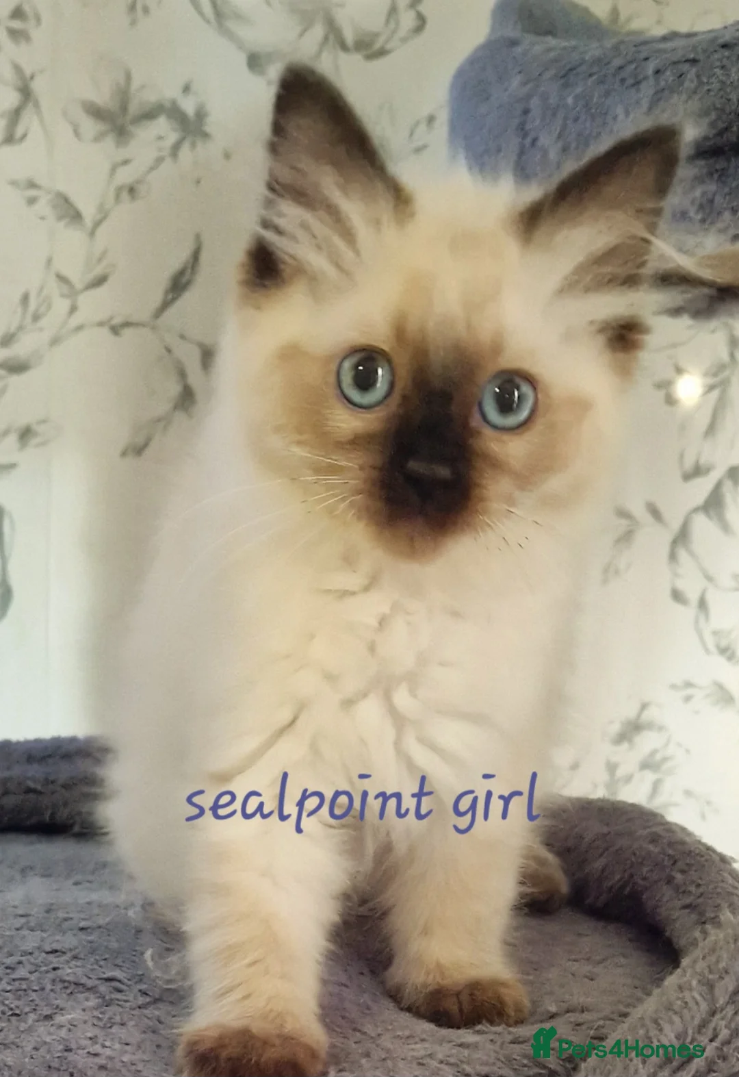 Ragdoll cats for stud: *stud*Gccf & tica entire active bluepoint ragdoll in Oldham - Advert 26