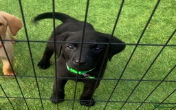 Labrador Retriever dogs for sale: Labrador puppies  - Image 5