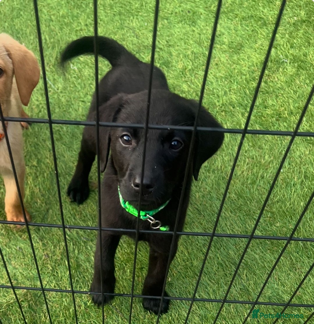 Labrador Retriever dogs for sale: Labrador puppies  - Image 5