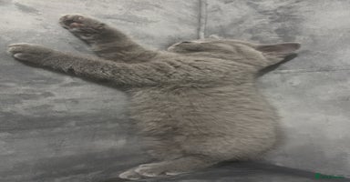 British Shorthair cats - Advert 15