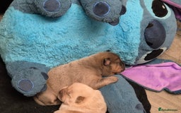 Chow Chow dogs for sale: Chow female - Advert 3