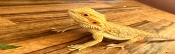 Bearded Dragon reptiles for sale: Juvenile Female bearded dragon & Viv  - Advert 13