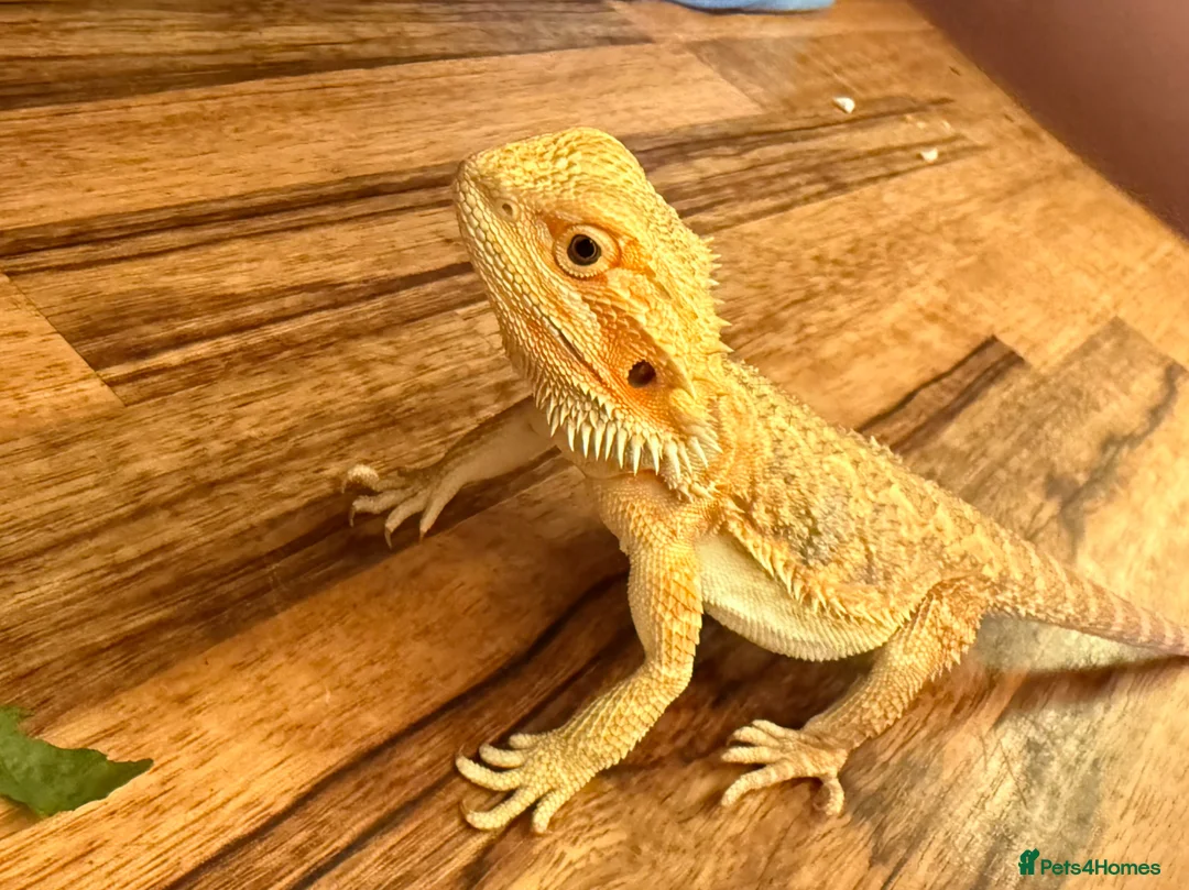 Bearded Dragon reptiles for sale: Juvenile Female bearded dragon & Viv  - Advert 13