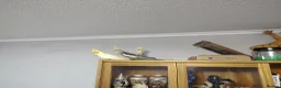 Cockatiels birds for sale: 3 Cockatiels, 1 grey male and 2 females  in Ipswich - Advert 4